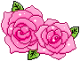 rosas rosas